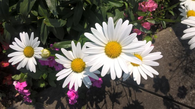 WP_20170821_12_34_59_Pro