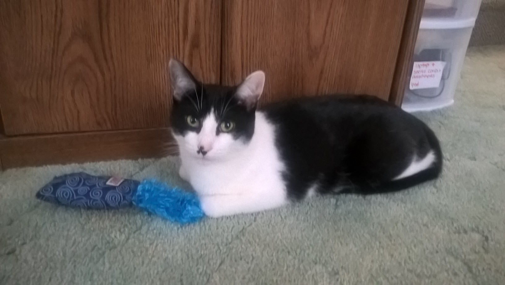 WP_20181225_10_32_32_Pro