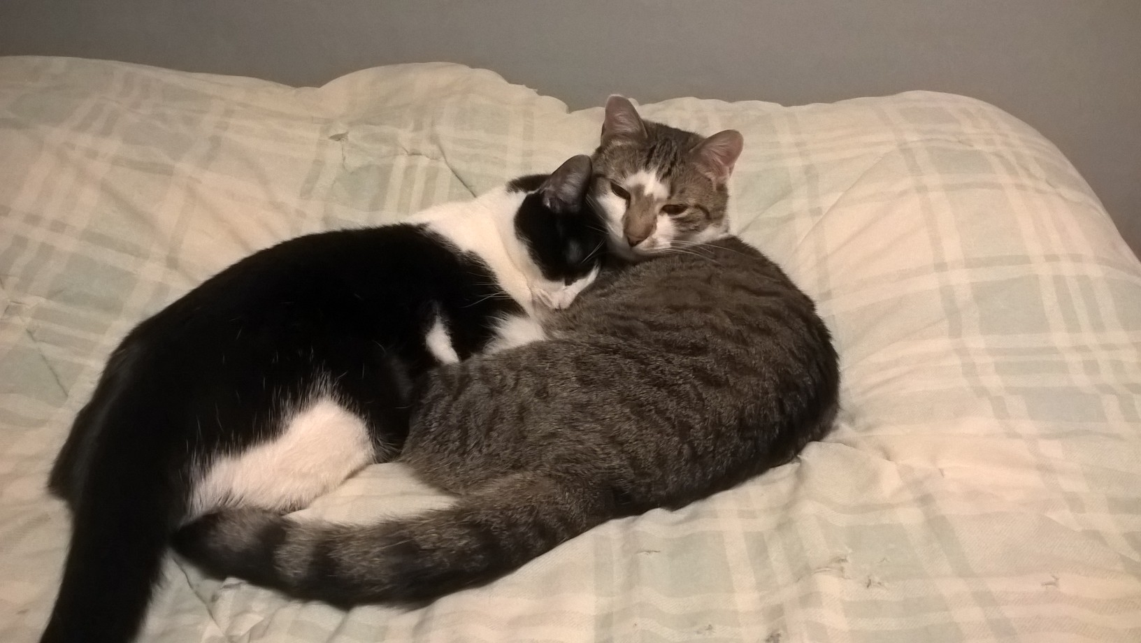 WP_20190216_20_09_12_Pro