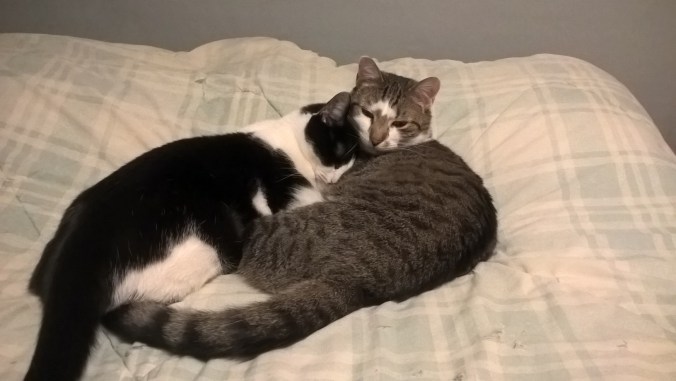 WP_20190216_20_09_12_Pro