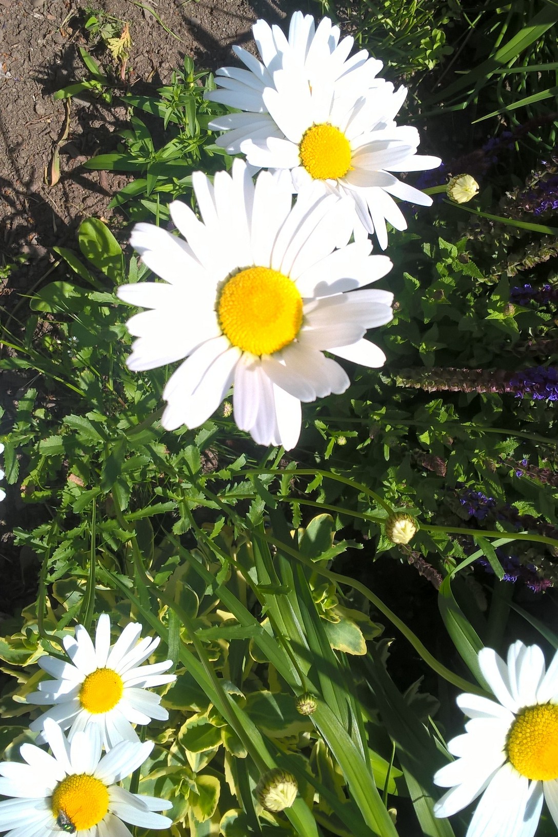 WP_20190612_12_47_16_Pro