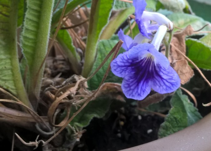 WP_20190617_18_37_53_Pro